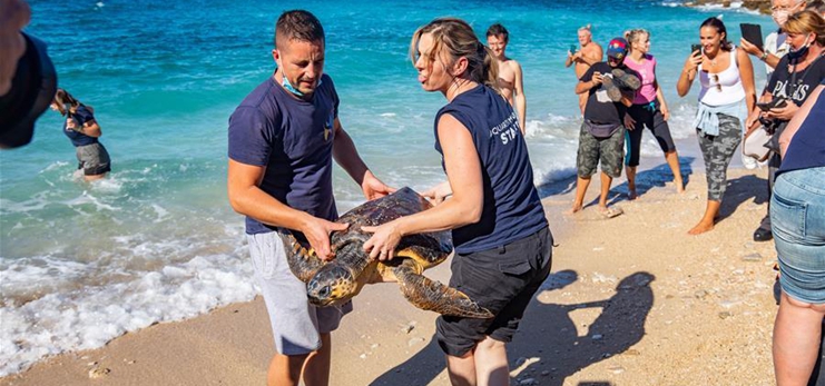 Croatia's Aquarium Pula releases four rescued sea turtles