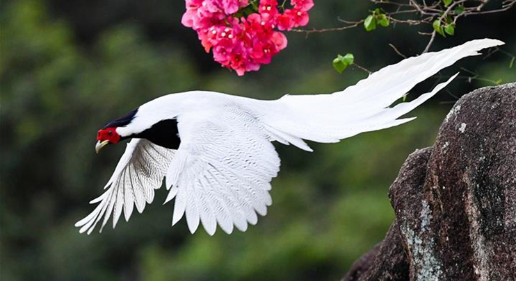 Silver pheasants seen in Exiandong nature reserve in China's Fujian