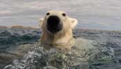 Dabbling polar bear in water