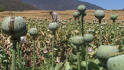 Poppy cultivation keeps increasing in Afghanistan