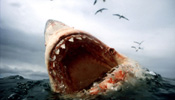 Great white shark: cold-blooded killer under sea
