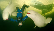Divers dance with white whales under icebound Arctic Sea