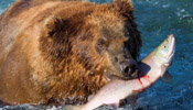 Survival game: hunting season of brown bears in Alaska
