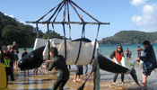 Locals save stranded pilot whales in New Zealand