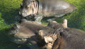 Little hippo calf practises swimming with her mother