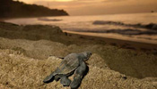 Long journey home: How newborn leatherback turtles back to sea