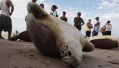 Save endangered green sea turtles in Nicaragua!
