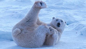 Call of Wild: polar bears in Canada