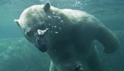 Polar bear swims in water to keep cool