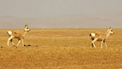 China's nature reserves club together to protect endangered Tibetan antelopes