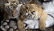 Cute tiger cubs and their mother at animal refuge center