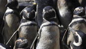 Rescuers save oil-contaminated penguins in Argentina