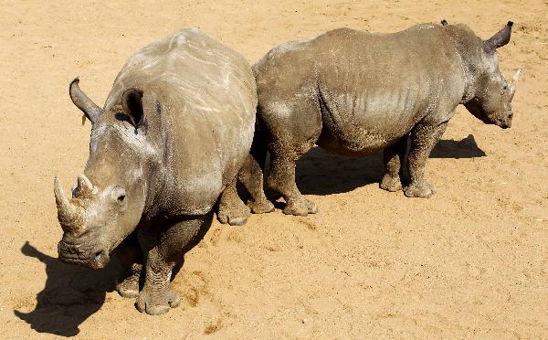 Greed for horns endangers White Rhino's life in S Africa