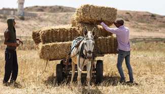 Palestinian farmers harvest wheat near borders with Israel in Gaza