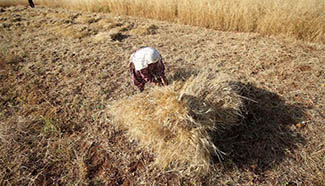 Palestinian farmers harvest wheat near West Bank City of Nablus