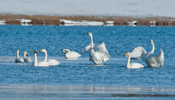 Sayram Lake: Swan paradise in silver world