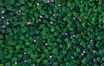 Lotus flowers blossom in north China's Hebei