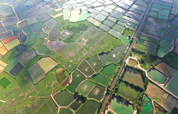 Aerial view of shrimp ponds in south China's Guangxi