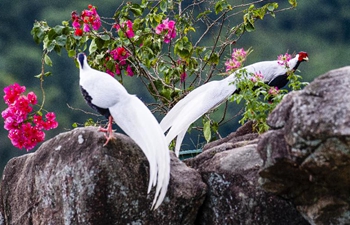 Silver pheasants seen in Exiandong nature reserve in China's Fujian