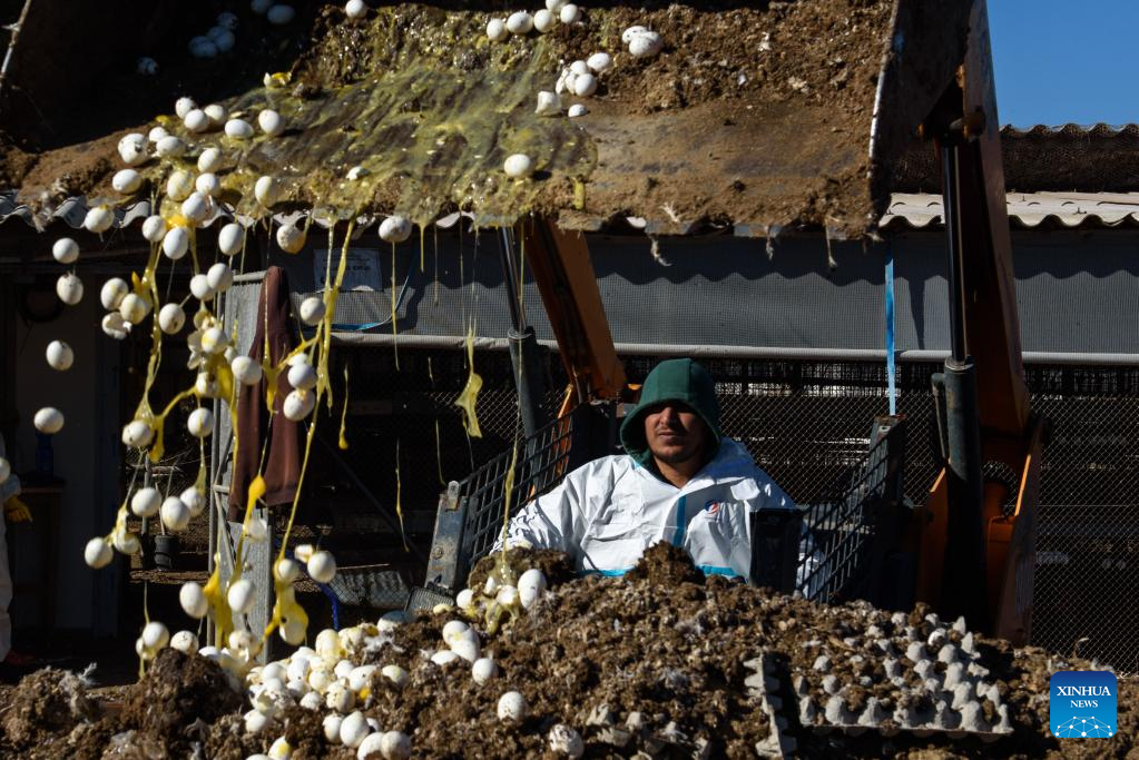 Israel detects bird flu outbreak in northern village-Xinhua