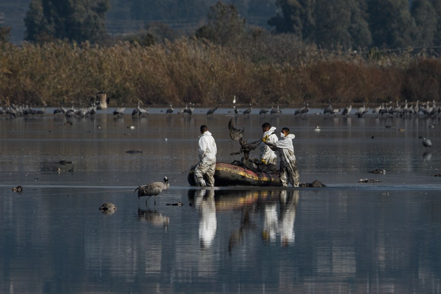 Israel detects bird flu outbreak in northern village-Xinhua