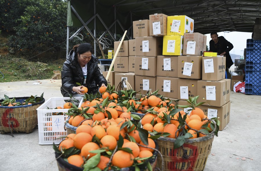 Harvest season of navel oranges starts in SW China's ChongqingXinhua