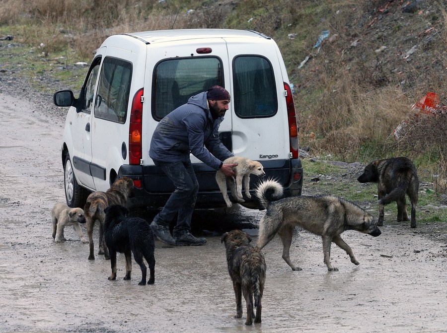 Turkey's ban on dangerous dogs raises concern about animals' welfare-Xinhua