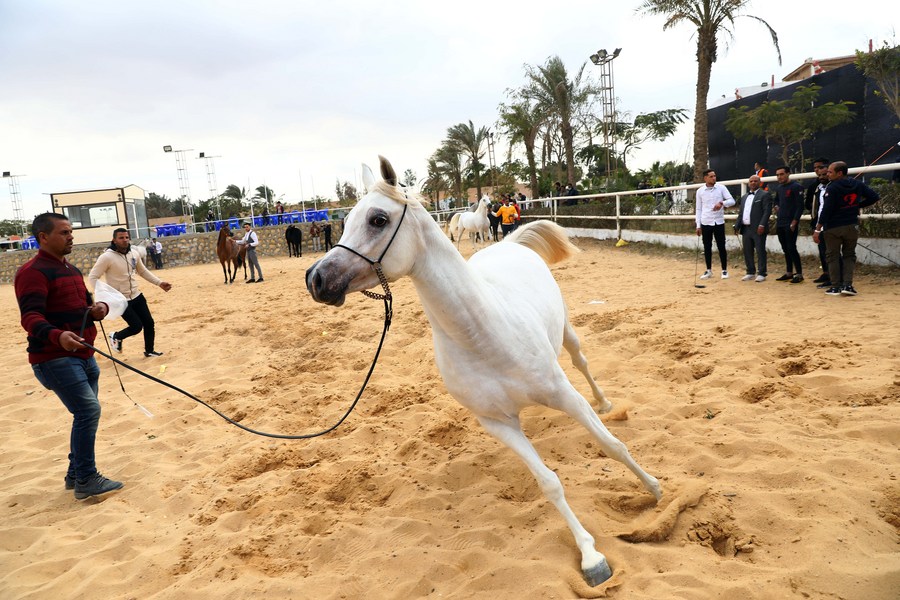egyptian arabian stallion