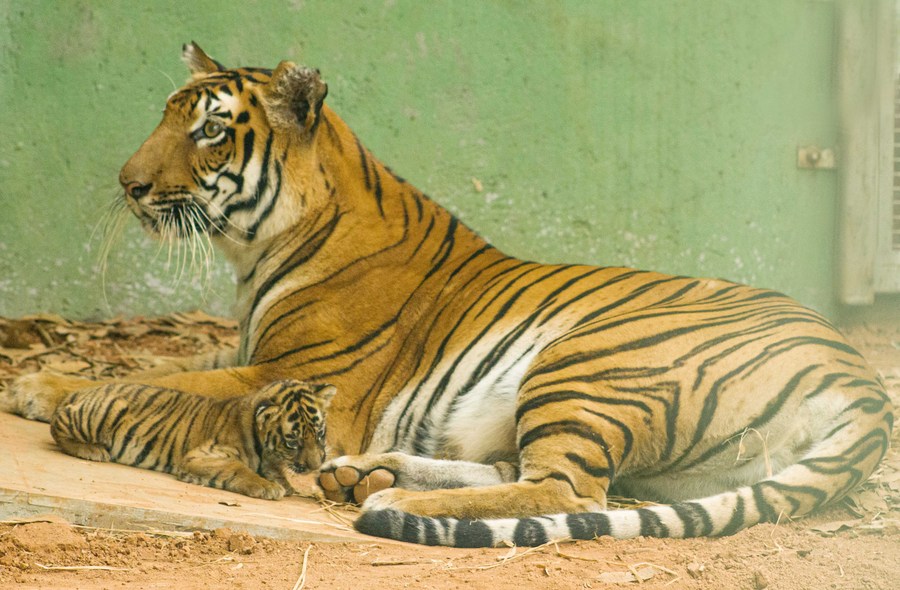 Asia Album: Mumbai Zoo welcomes baby tiger, cute penguins-Xinhua