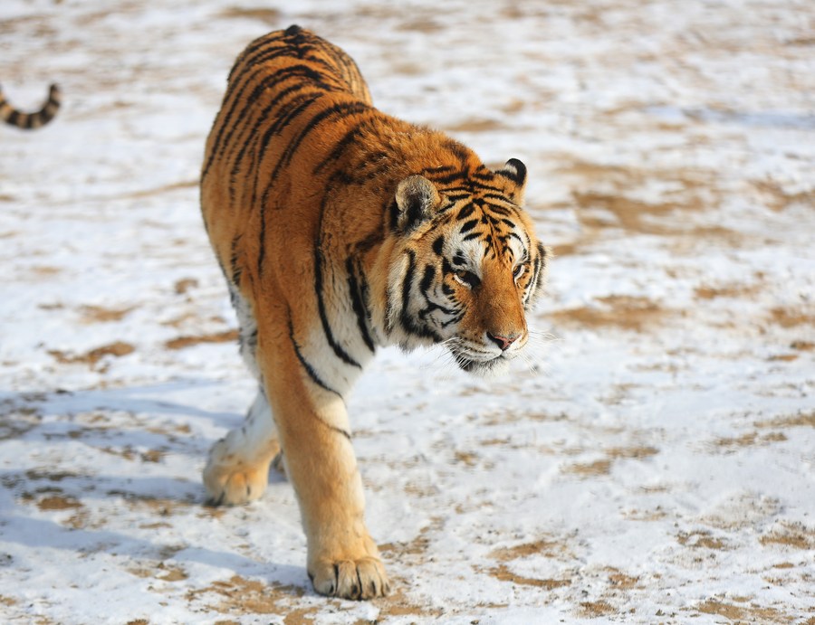 40 Guaipo Siberian Tiger Park Stock Photos, High-Res Pictures, and Images -  Getty Images