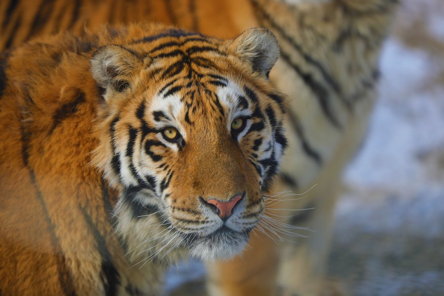 Life - The Siberian Tiger