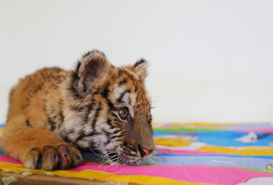 40 Guaipo Siberian Tiger Park Stock Photos, High-Res Pictures, and Images -  Getty Images