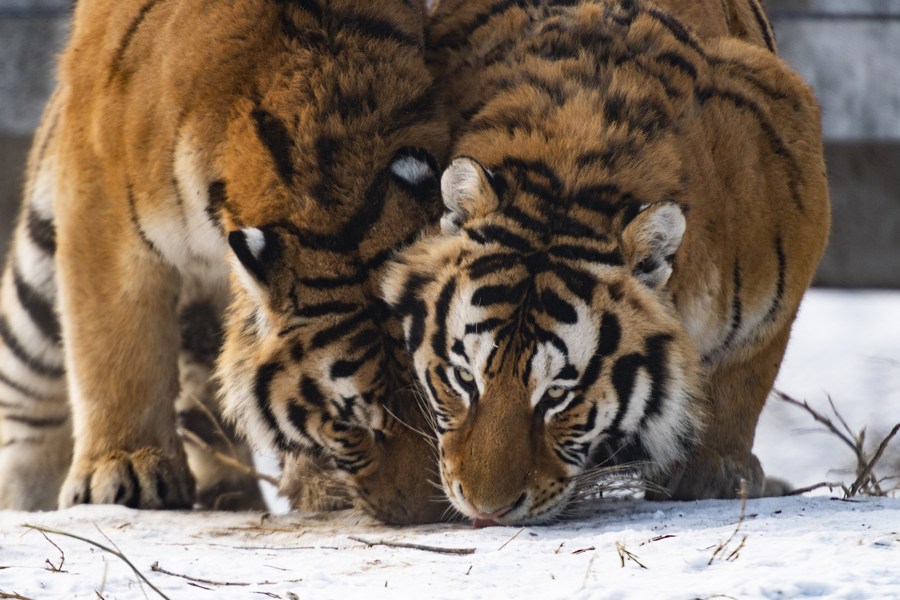 Over 30 Siberian tiger cubs born from end of February at Heilongjiang  breeding center (6) - People's Daily Online