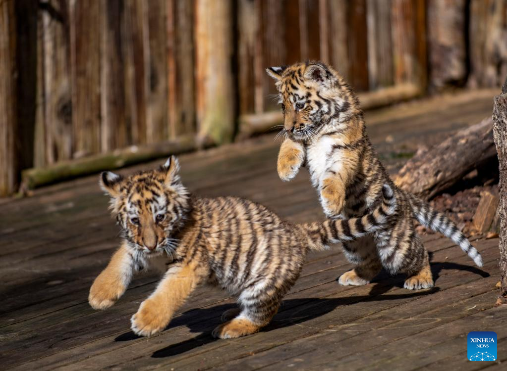 Siberian tiger cubs play at Yunnan Wild Animal Park in Kunming-Xinhua