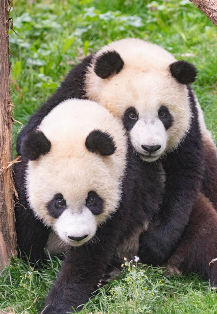 Giant Panda Tian Bao to remain in Belgian zoo in 2022-Xinhua