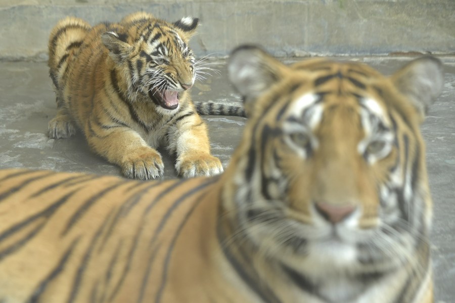 People's Daily, China on X: Two cute tiger cubs are enjoying