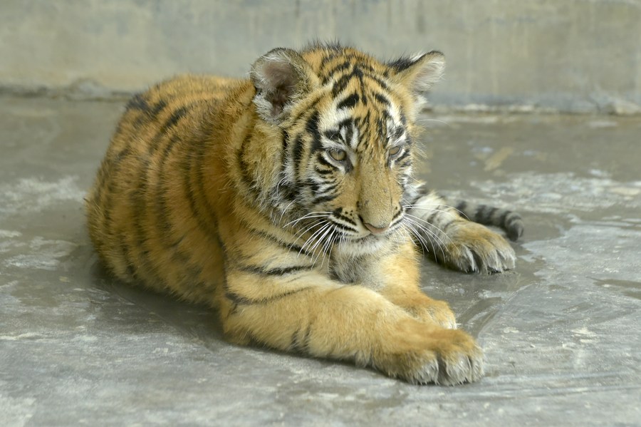 Five newborn Siberian tigers make public appearance - Headlines, features,  photo and videos from , china, news, chinanews, ecns