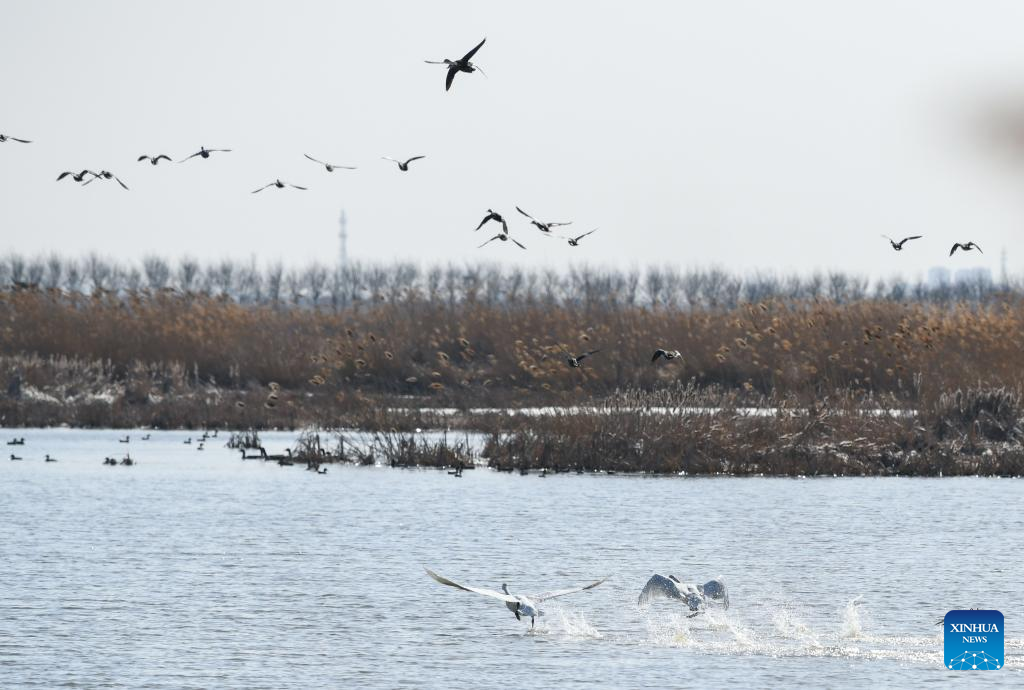 Migratory birds seen in Qilihai wetland nature reserve in Tianjin