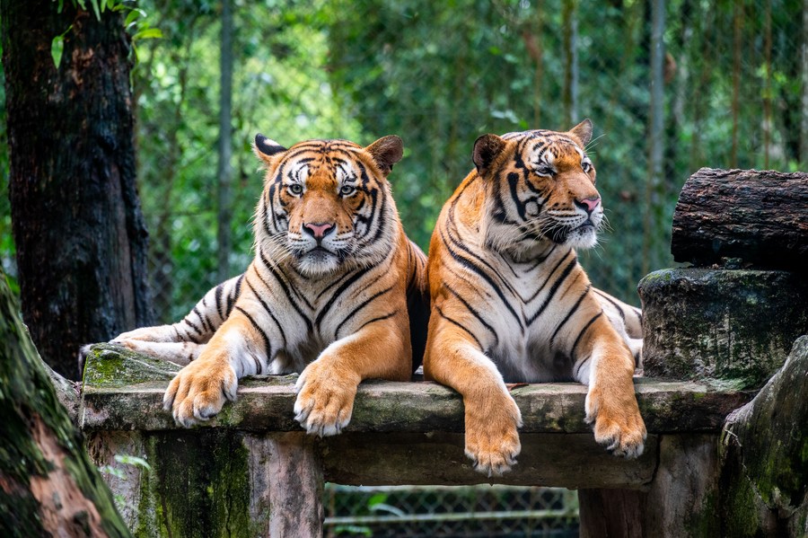Malayan tiger faces oblivion without concerted action-Xinhua