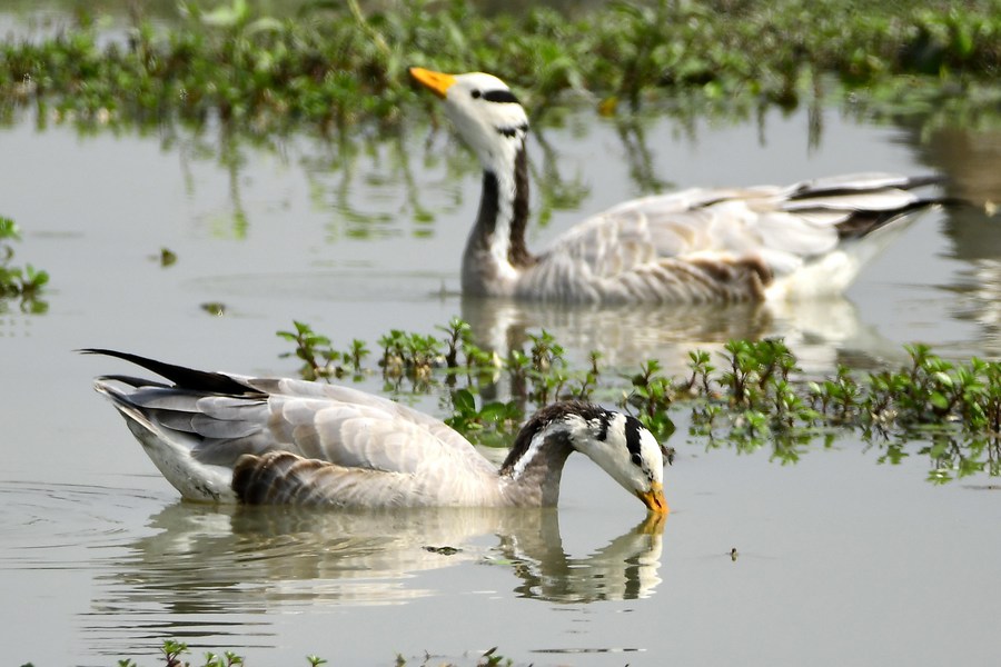 Asia Album: Face painting competition held during India's Wildlife  Week-Xinhua