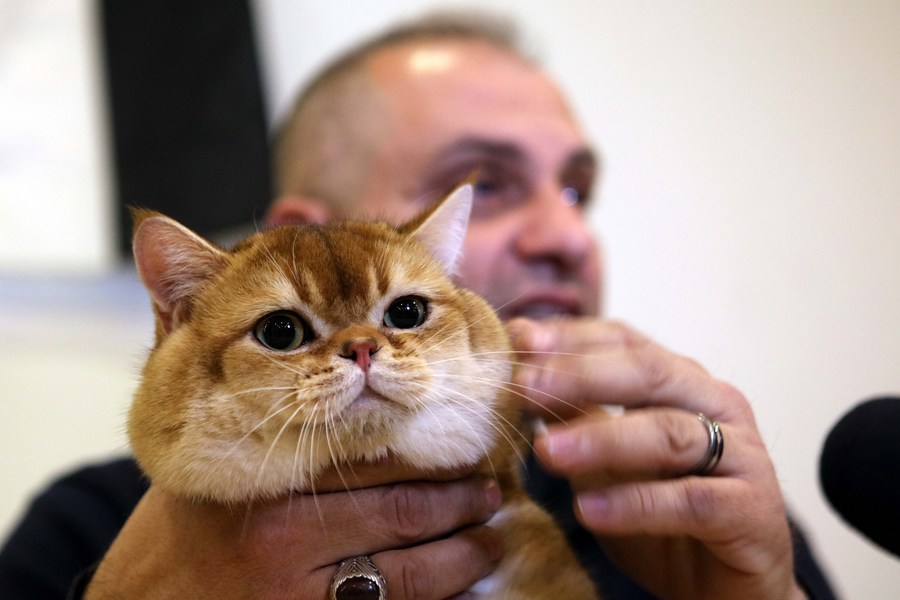 Actual catwalk at Jordan’s cat magnificence contest!-Xinhua