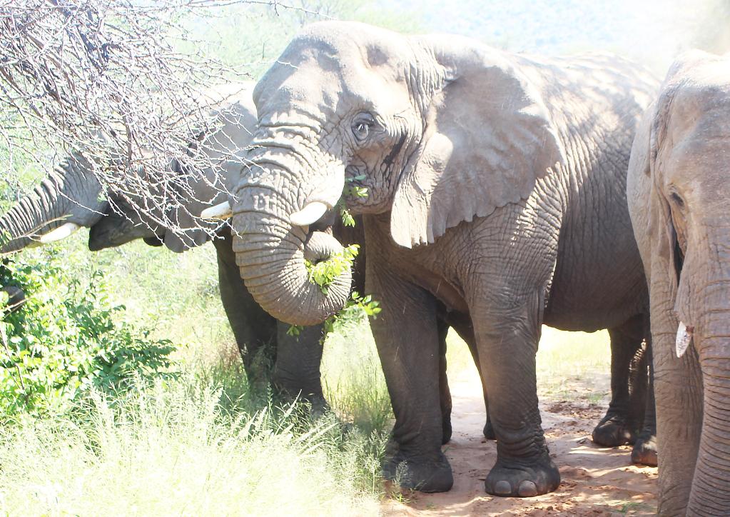 Photo taken on April 5, 2021, shows elephants in Omaruru, Namibia.