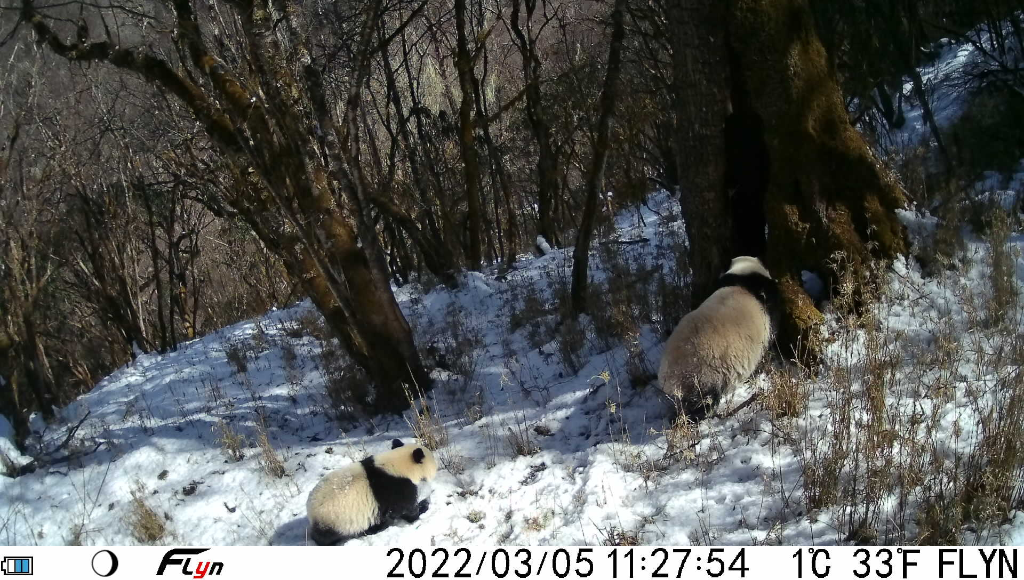 Wild panda mother, cub spotted in southwest China