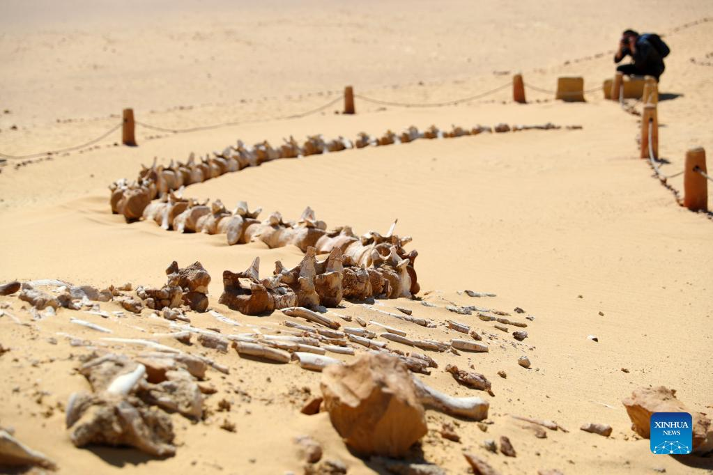 Tourists visit fossil remains at Wadi Al-Hitan in Fayoum, Egypt-Xinhua
