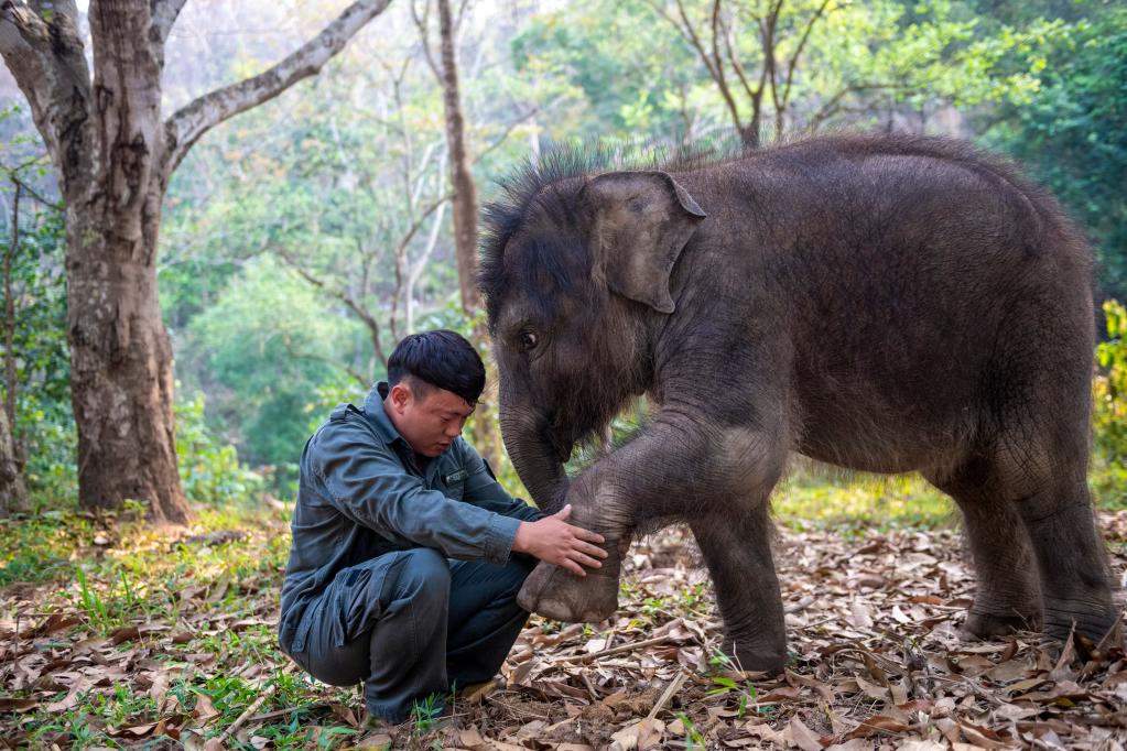 Xu Yunfeng, a wildlife conservation worker, checks the leg of Asian elephant "Longlong" in Xishuangbanna Dai Autonomous Prefecture,