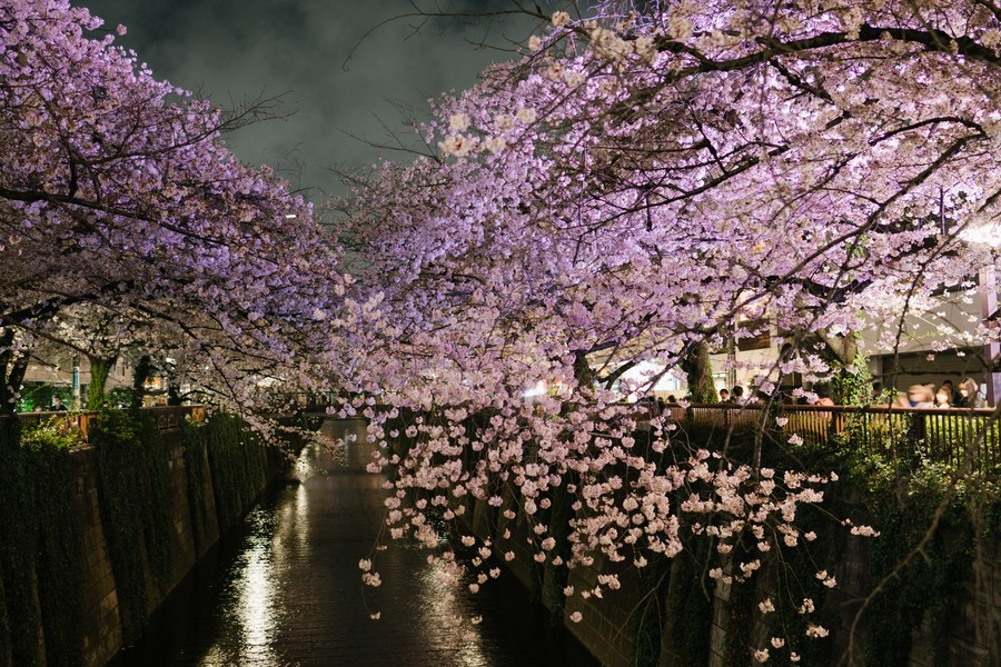 Cherry blossoms, record riot, and more this weekend 