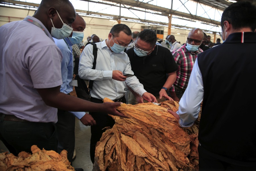 tobacco sales floor zimbabwe Zimbabwe's 2022 tobacco selling season starts-Xinhua