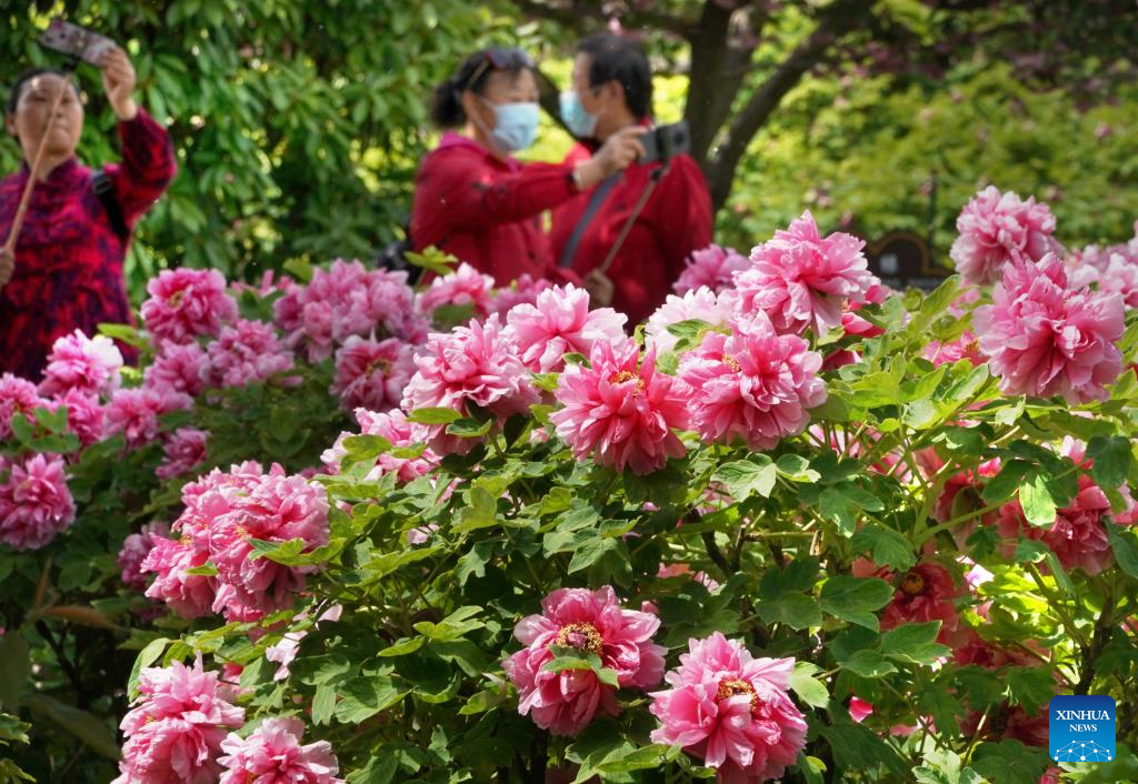 In Pics Blossoming Peony Flowers In Luoyang Central China S Henan Xinhua