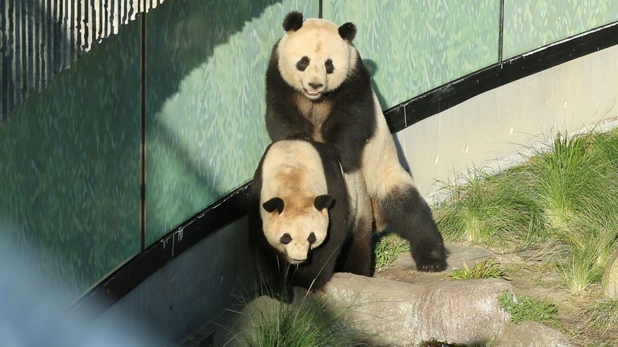 Copenhagen's waiting for panda mating -Xinhua