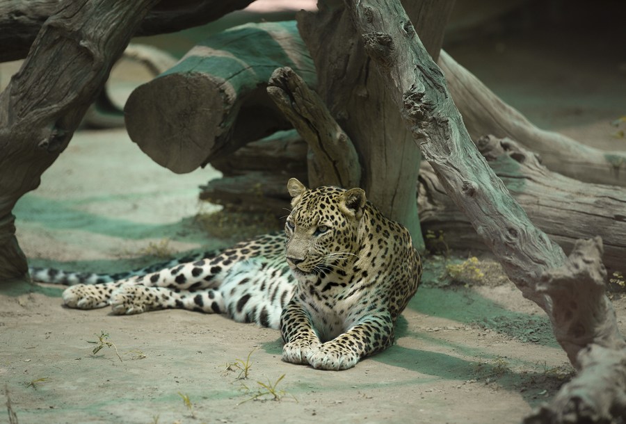 Asia Album: Scorching hot! Animals seek shelter from sun in New Delhi  zoo-Xinhua